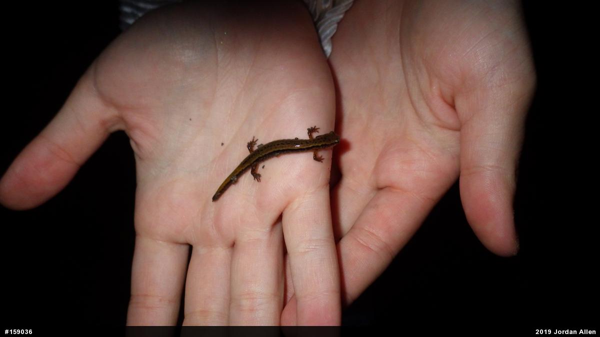 Northern Two-lined Salamander