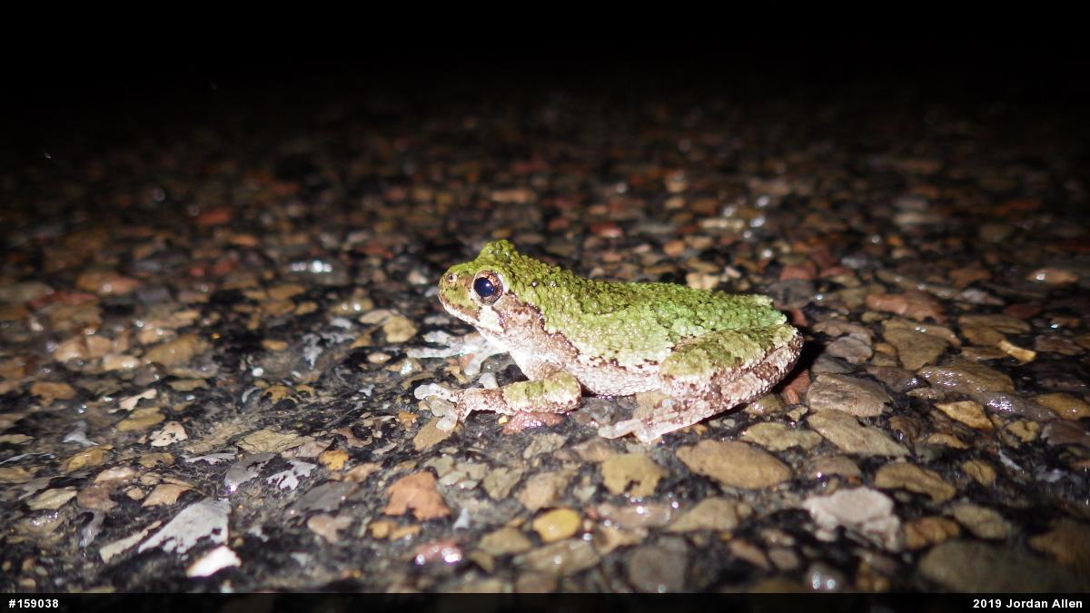 Unknown Gray Treefrog