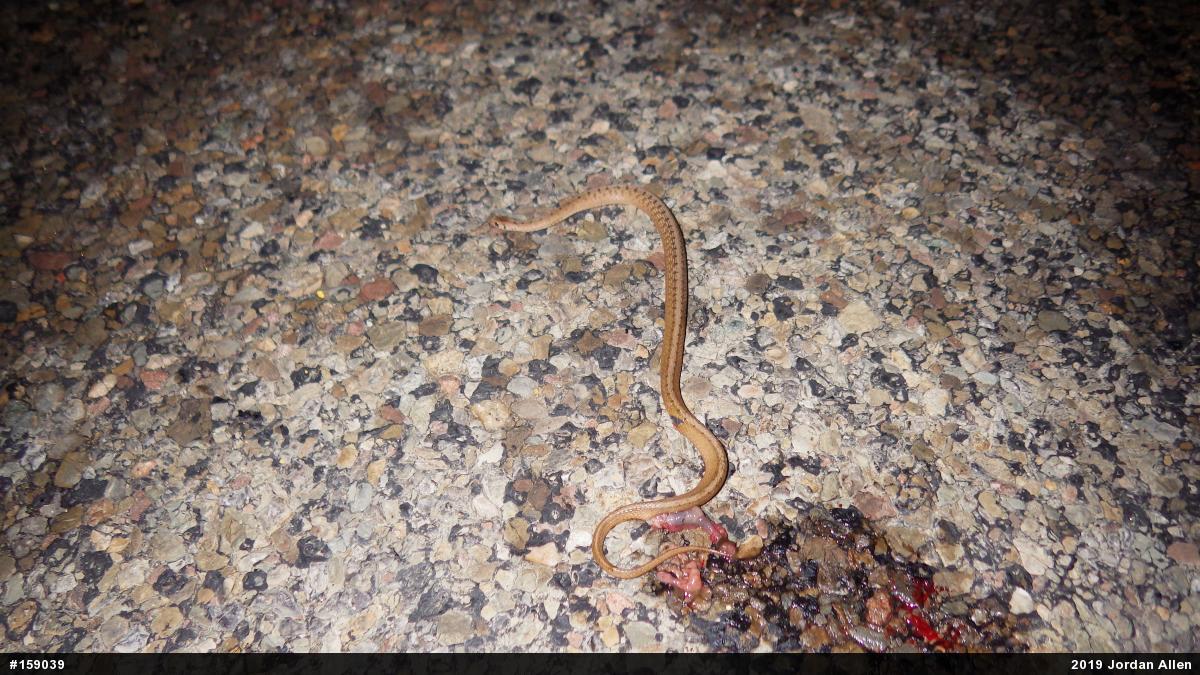 Dekay's Brownsnake
