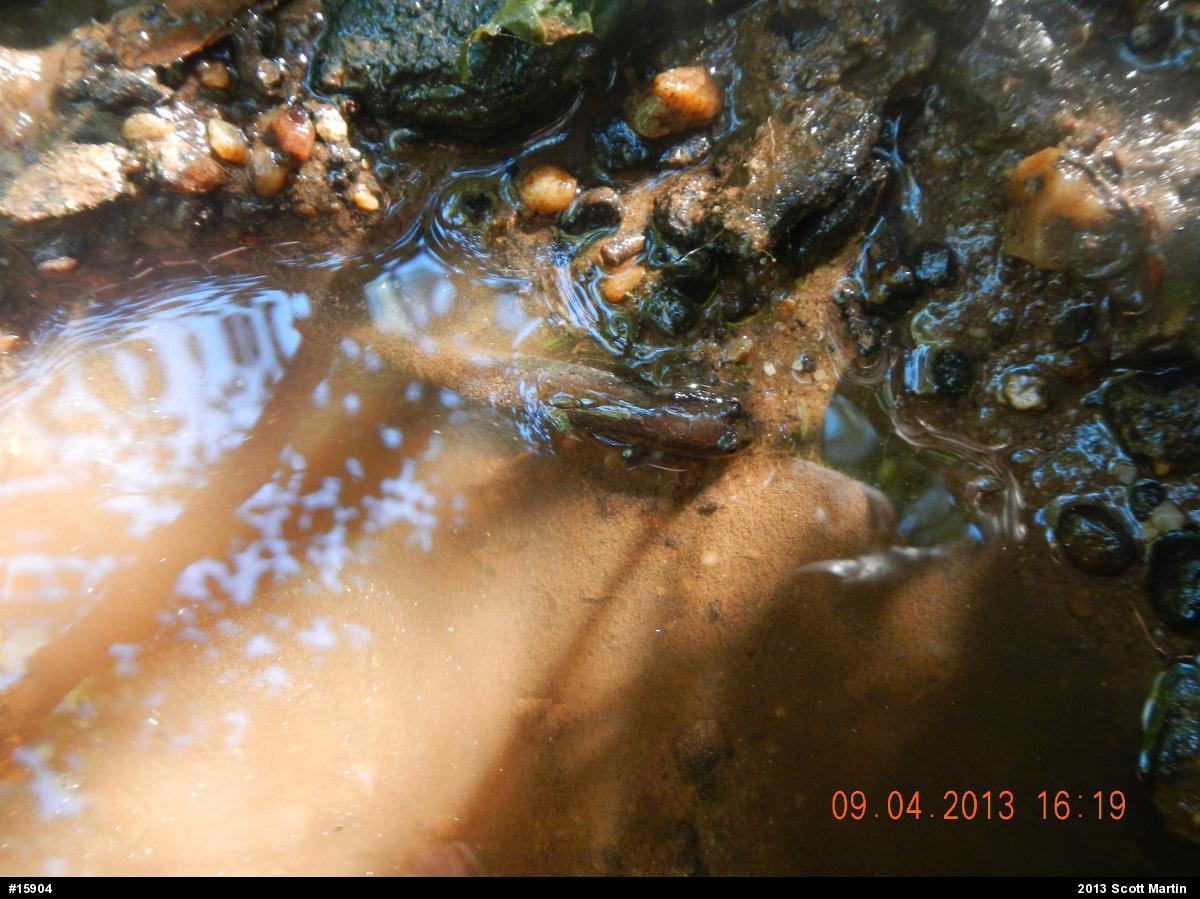 Northern Dusky Salamander