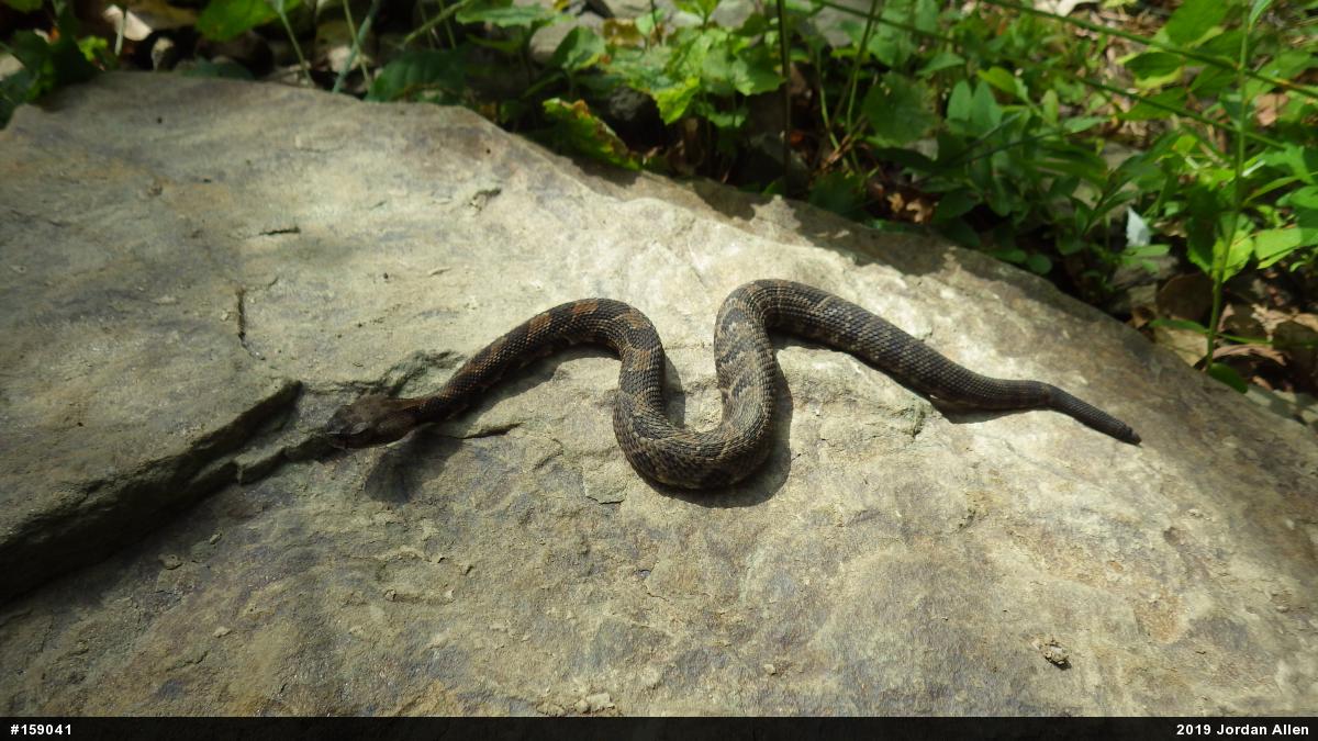 Timber Rattlesnake