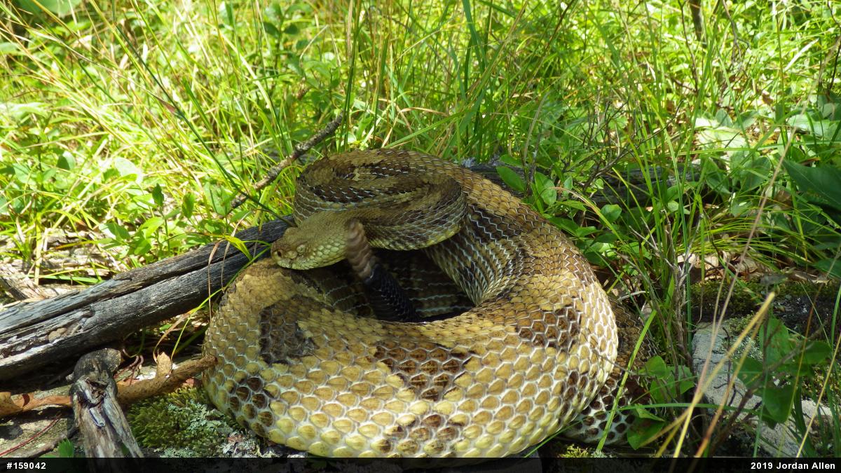 Timber Rattlesnake