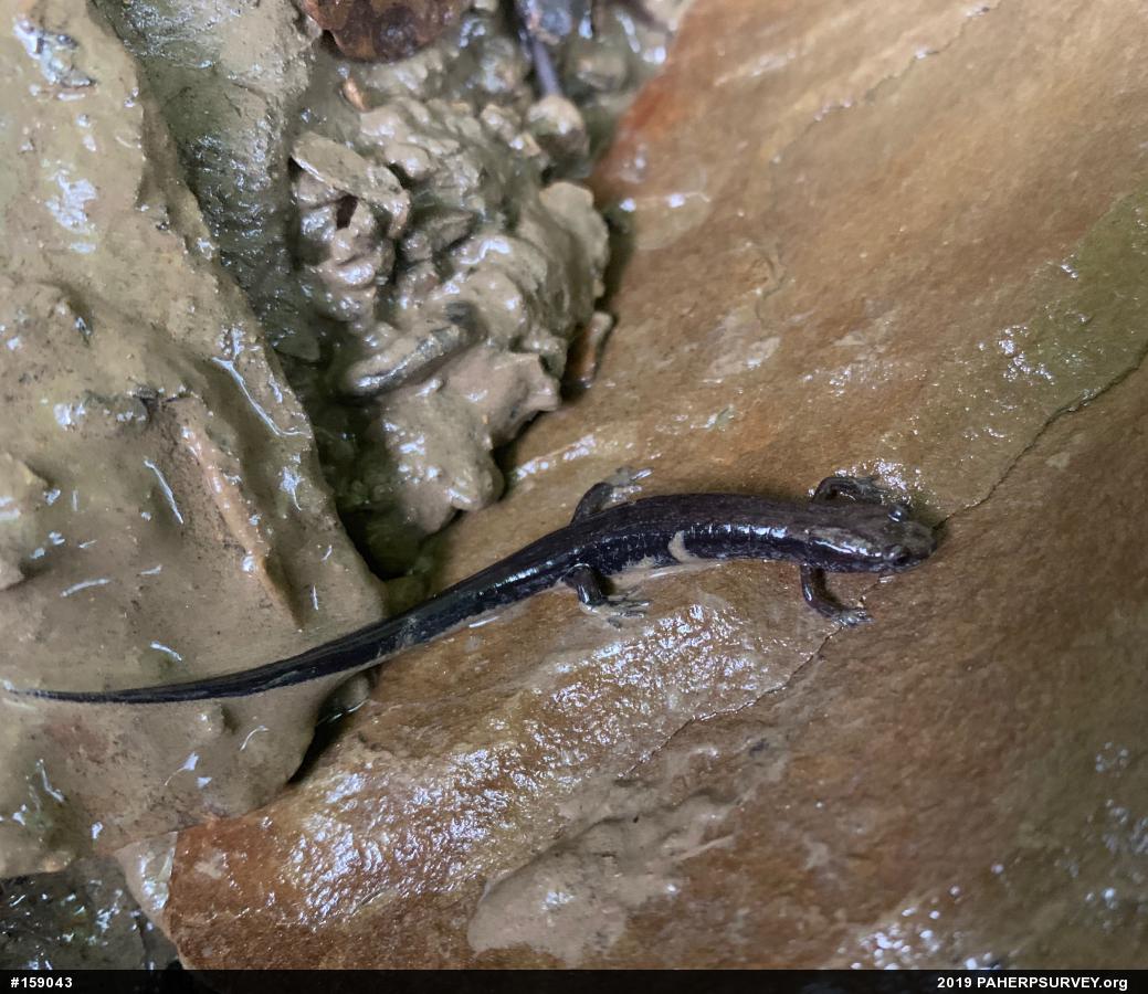 Allegheny Mountain Dusky Salamander