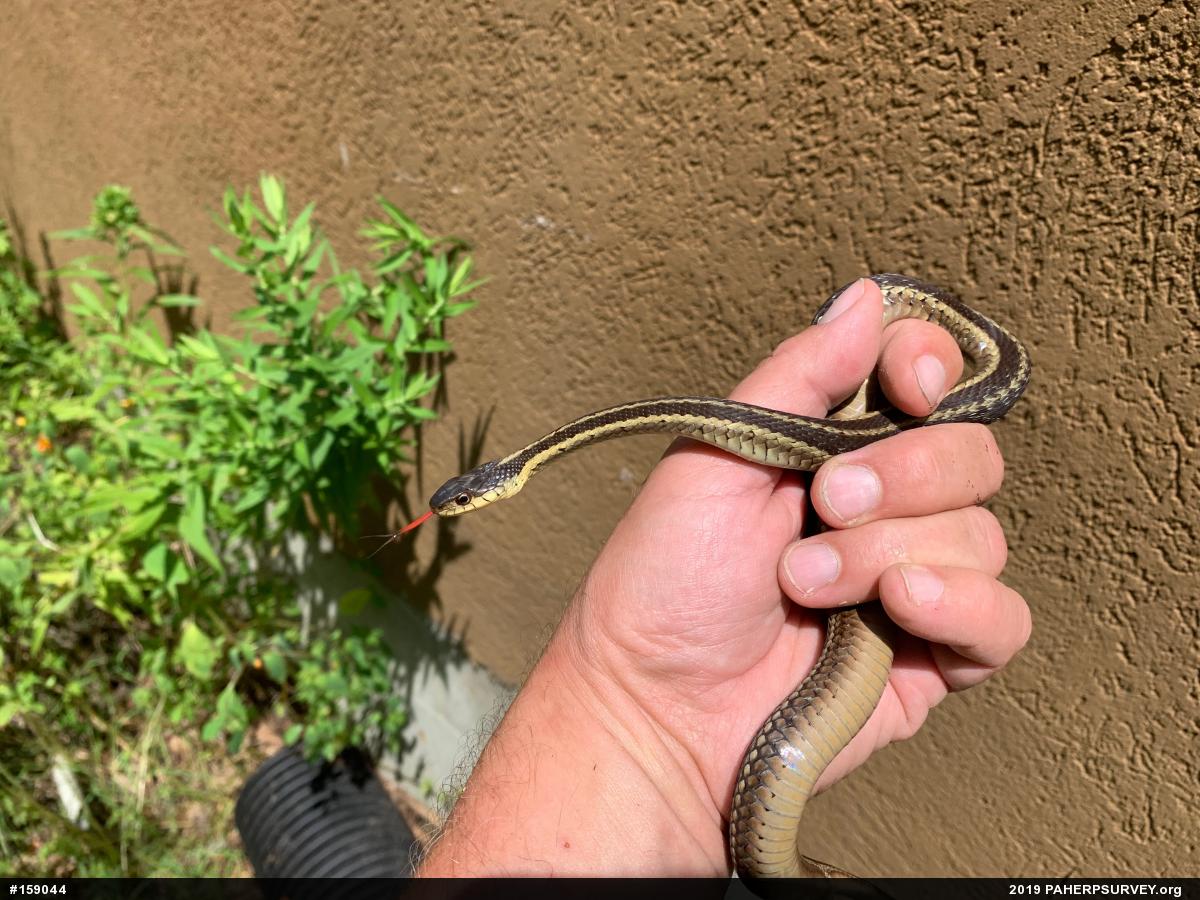 Eastern Gartersnake