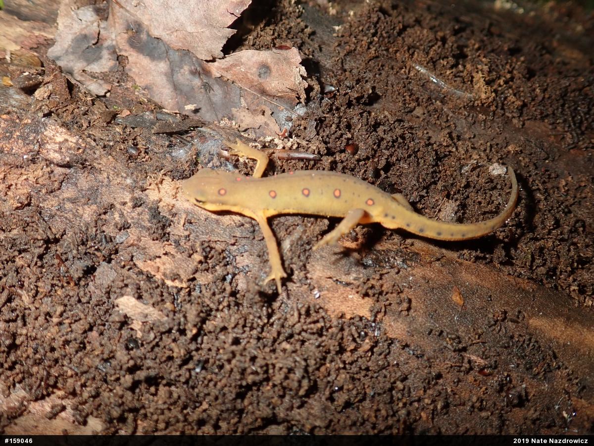 Red-spotted Newt