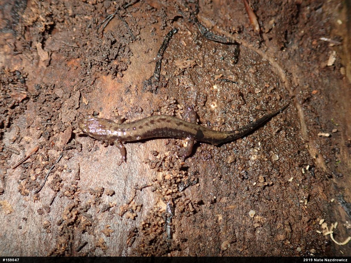 Allegheny Mountain Dusky Salamander