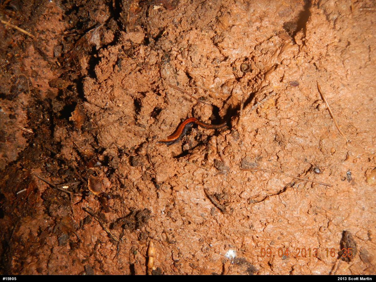 Eastern Red-backed  Salamander