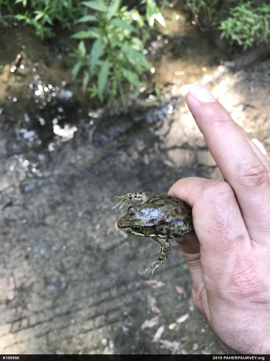 Green Frog