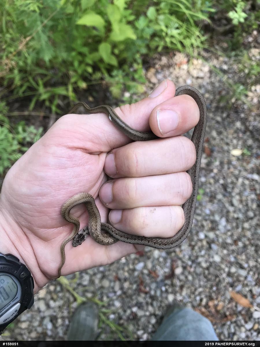 Dekay's Brownsnake