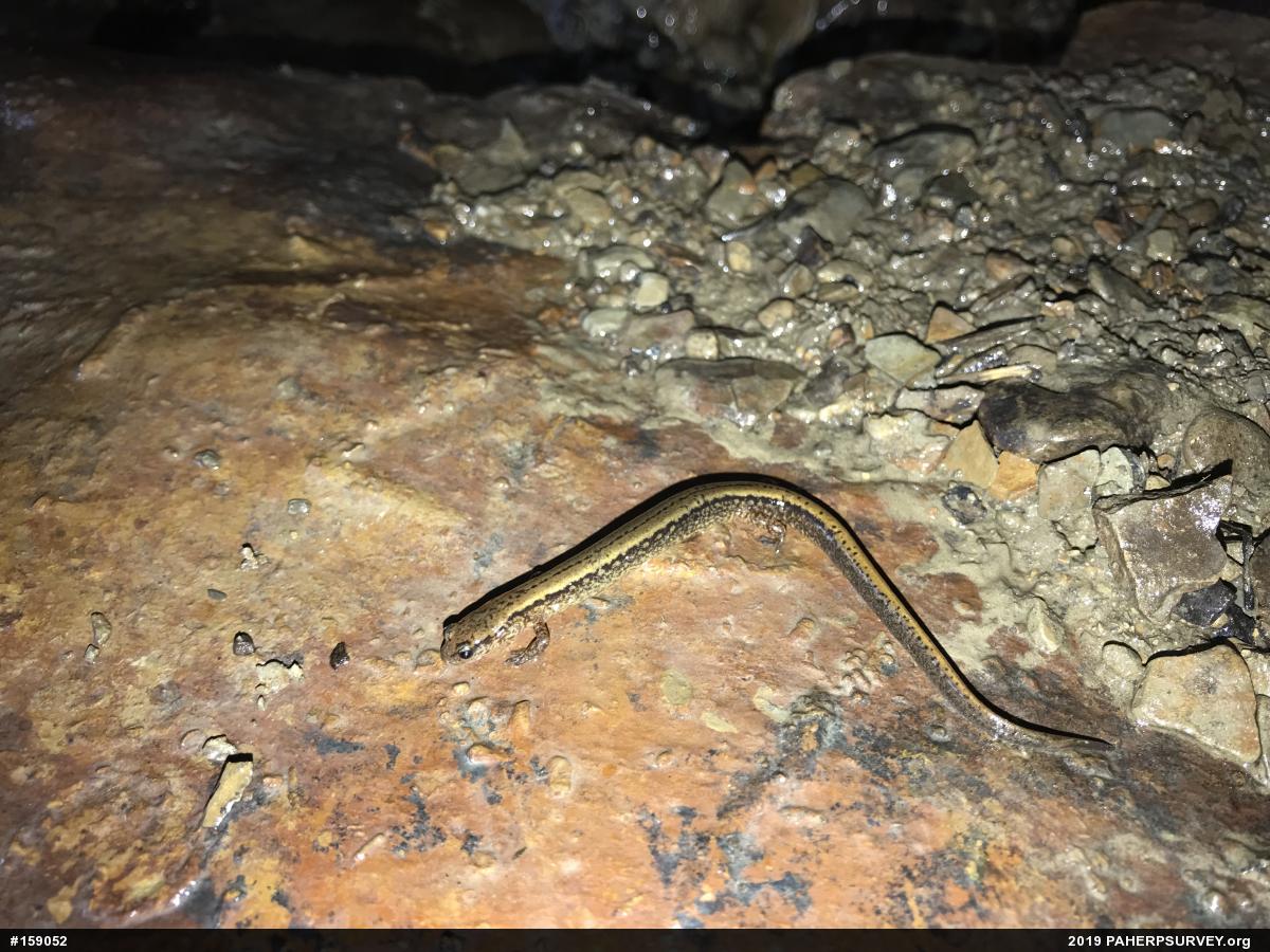 Northern Two-lined Salamander