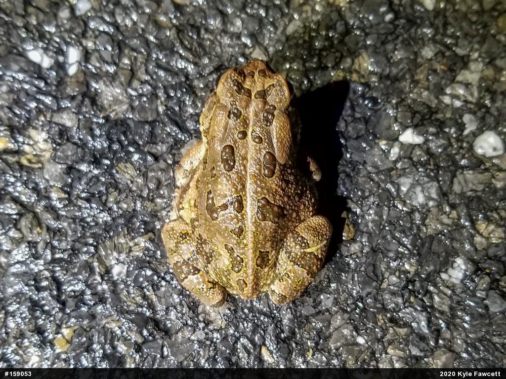 Fowler's Toad