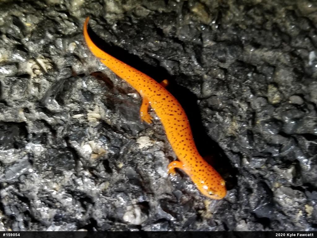 Northern Red Salamander