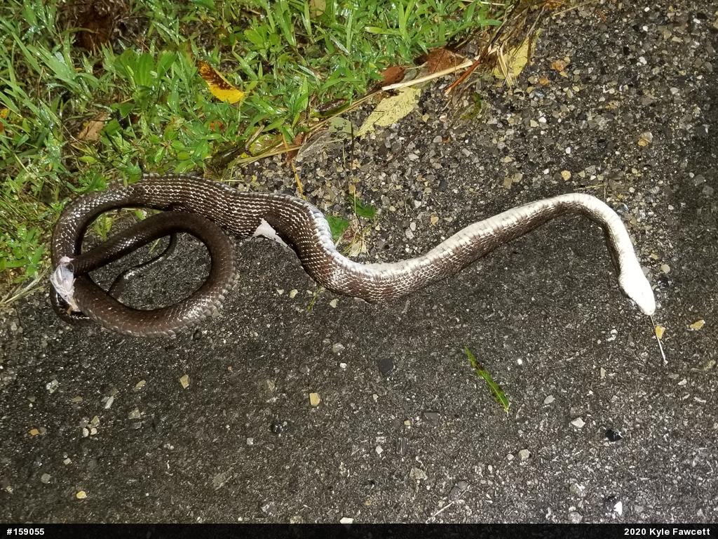 Eastern Ratsnake