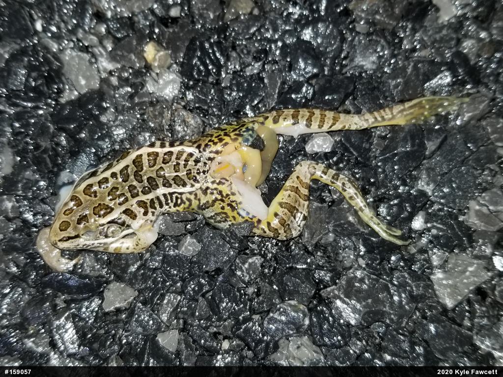 Pickerel Frog