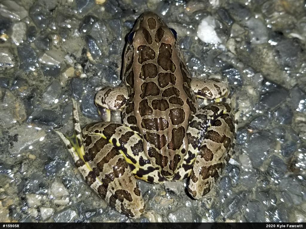 Pickerel Frog
