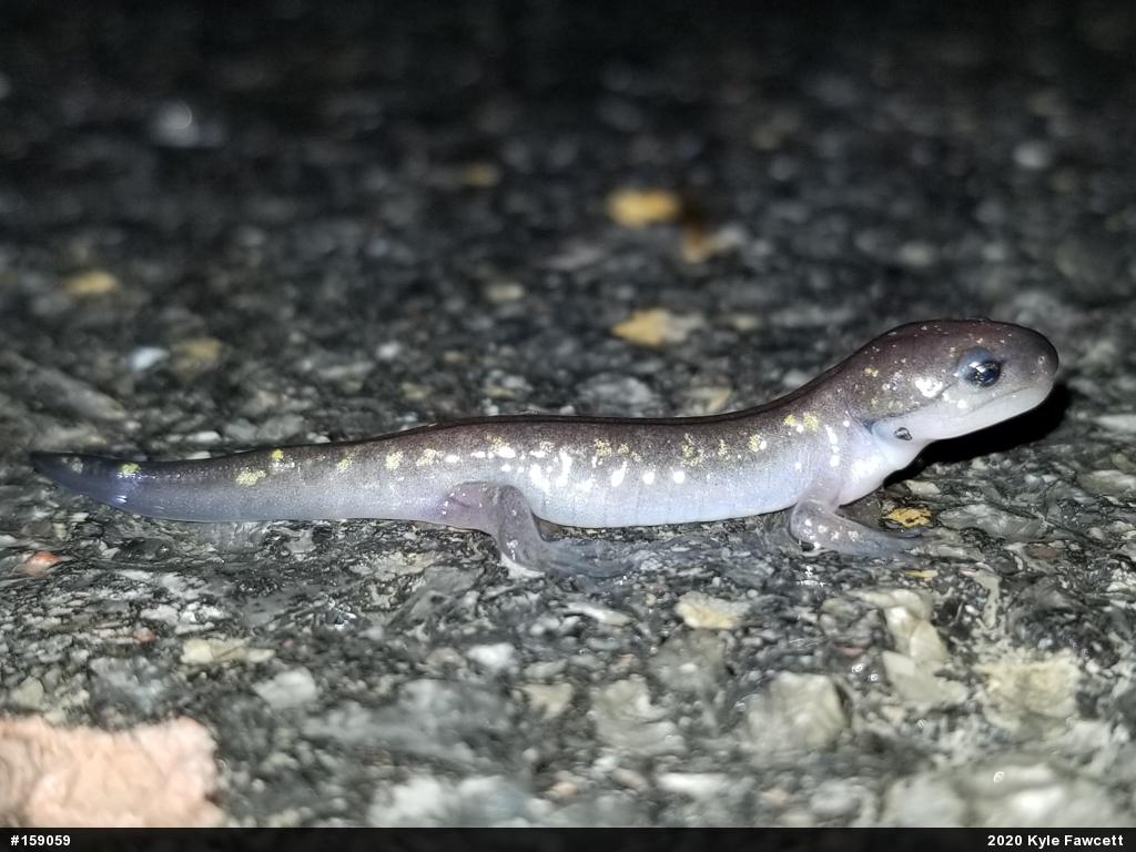 Spotted Salamander