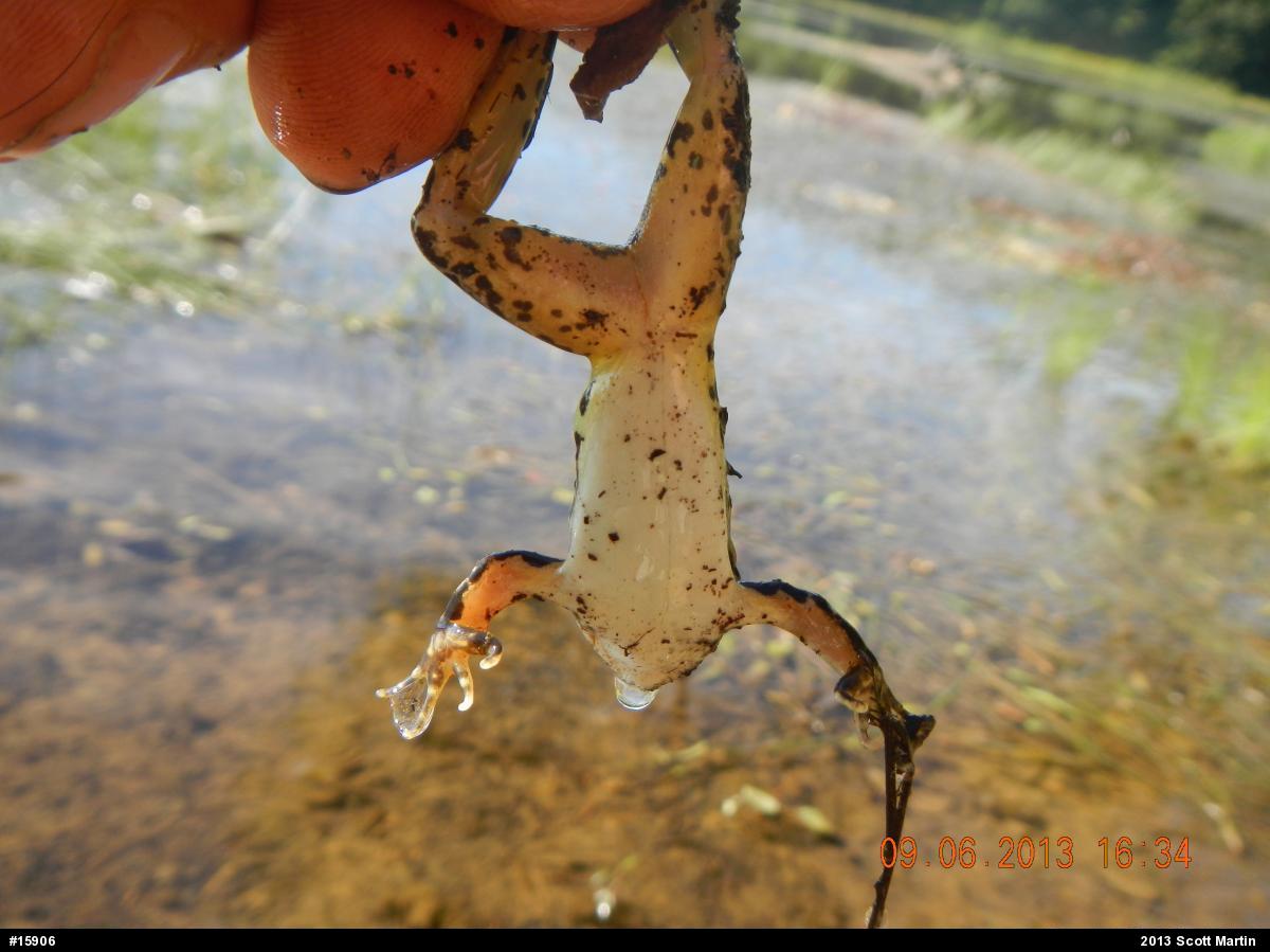 Pickerel Frog