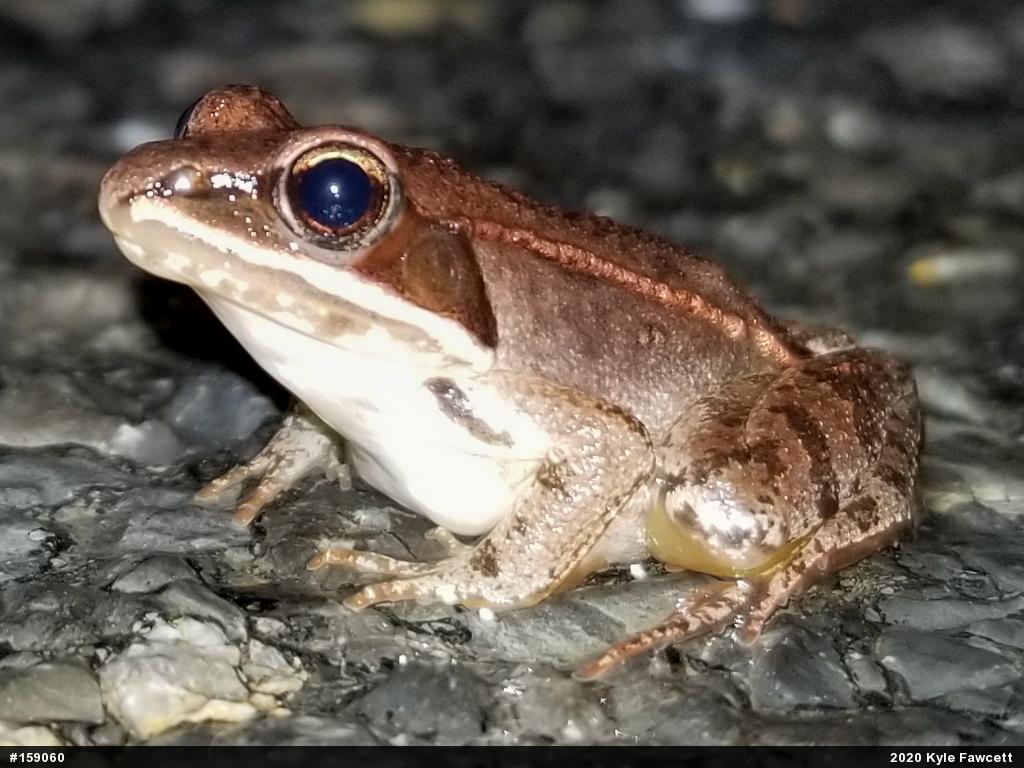 Wood Frog