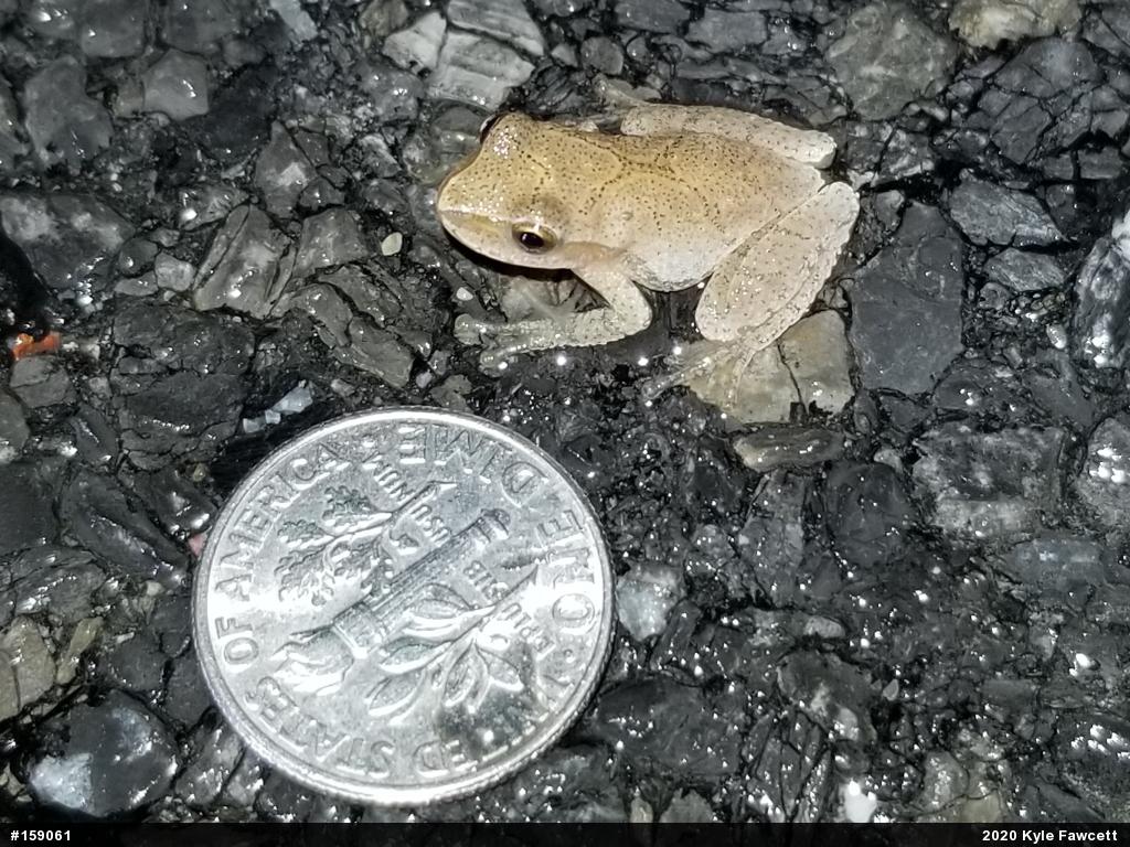 Spring Peeper