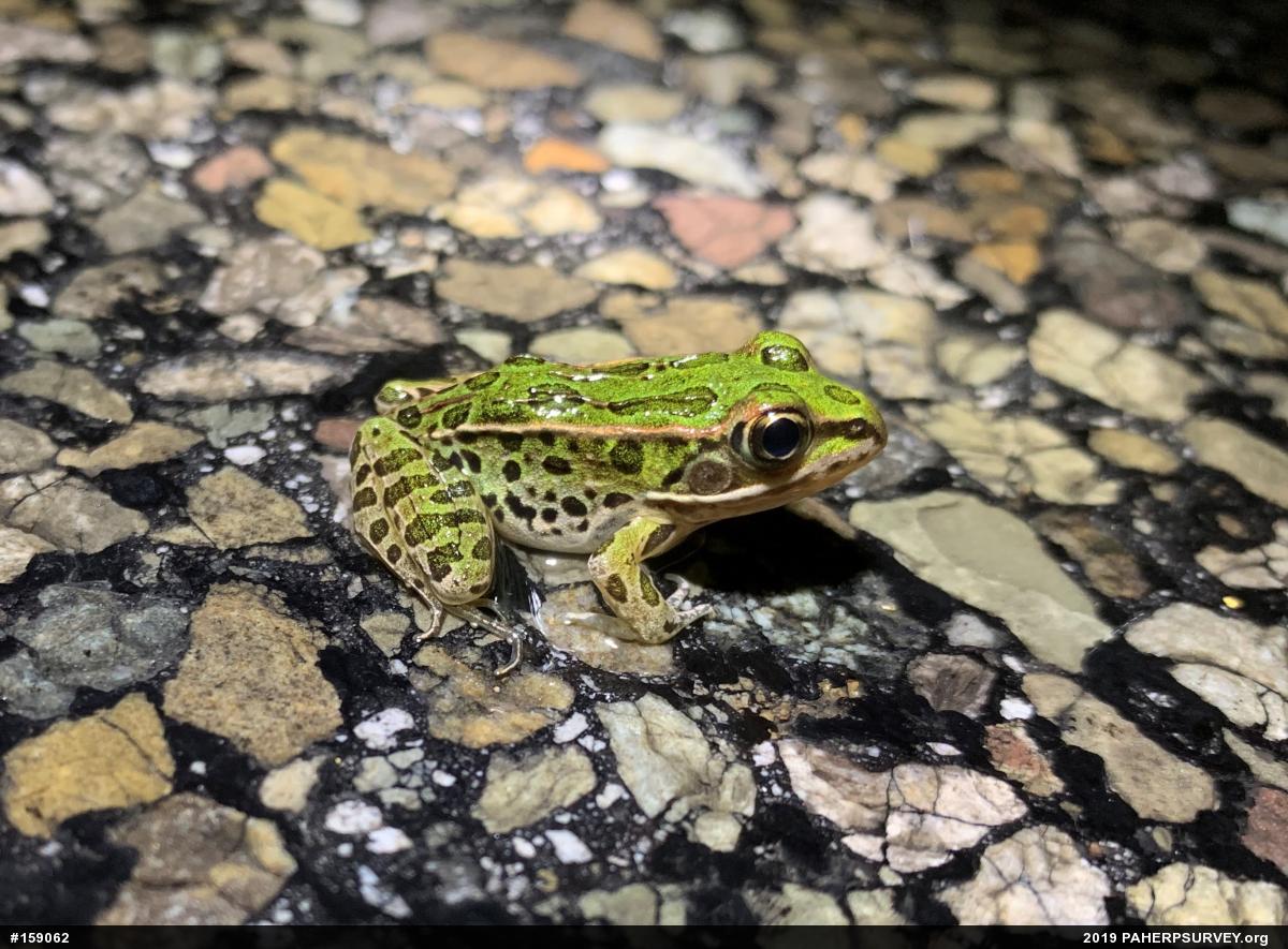 Northern Leopard Frog