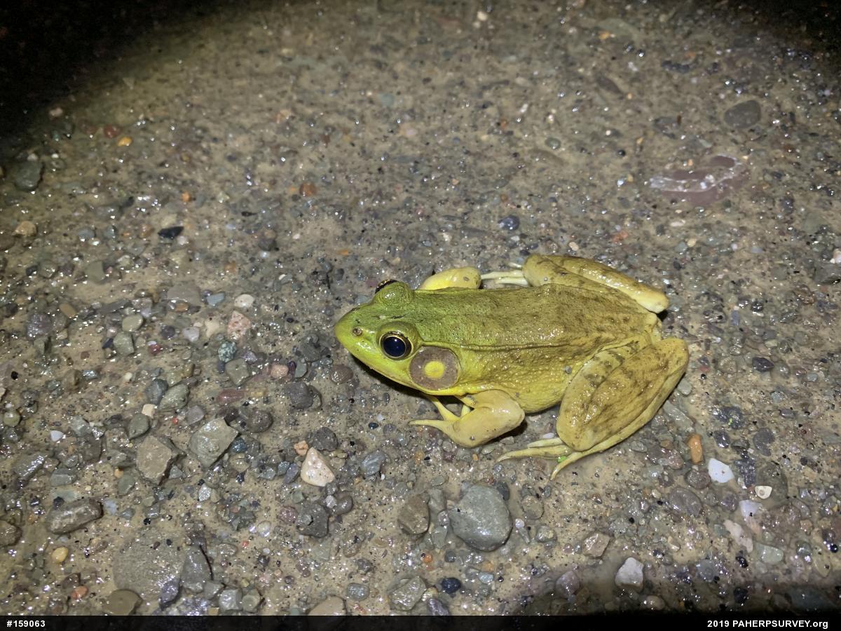 Green Frog