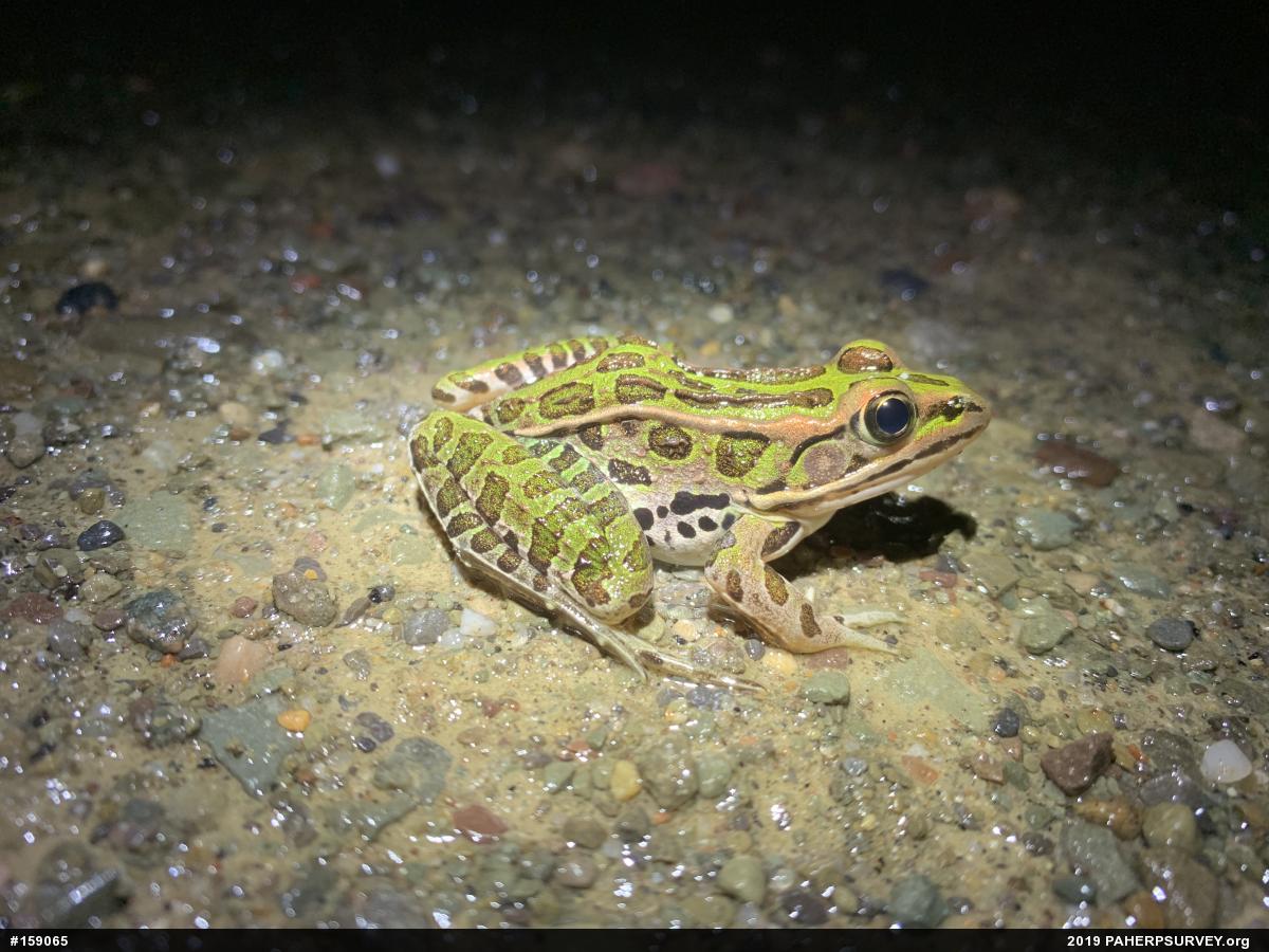 Northern Leopard Frog
