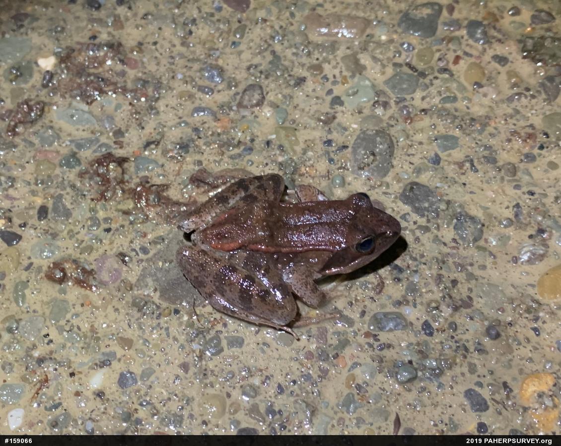 Wood Frog