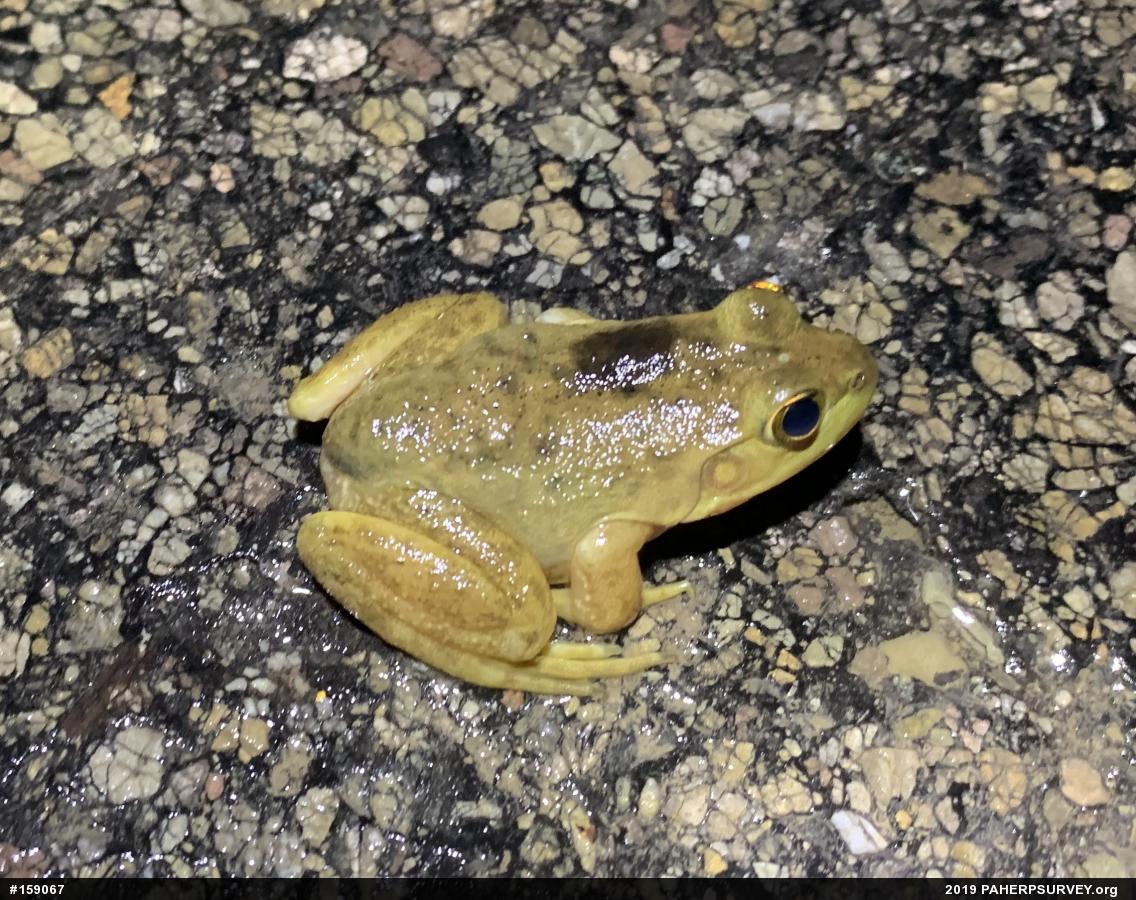American Bullfrog