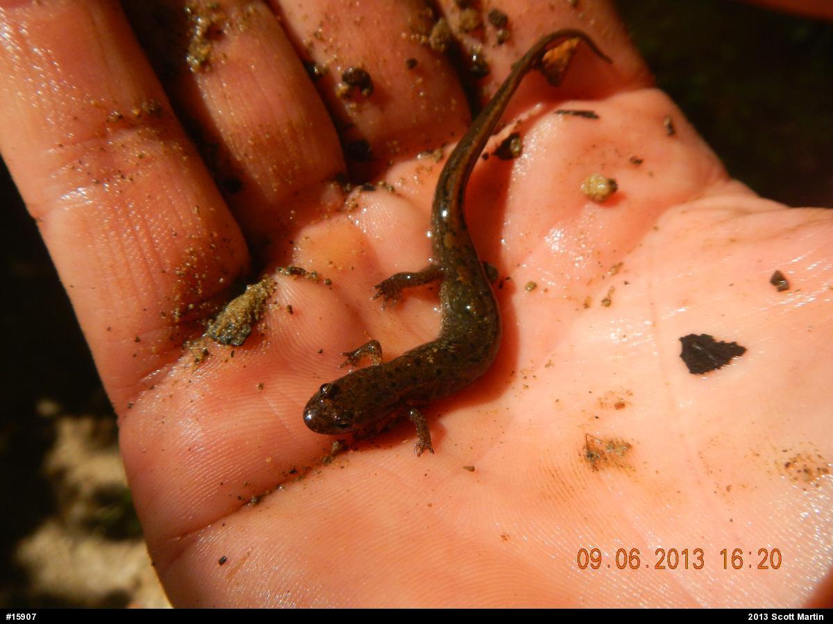 Northern Dusky Salamander