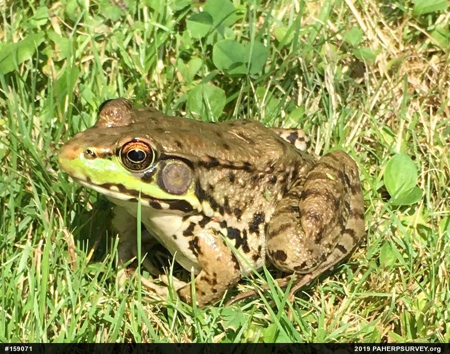 Green Frog