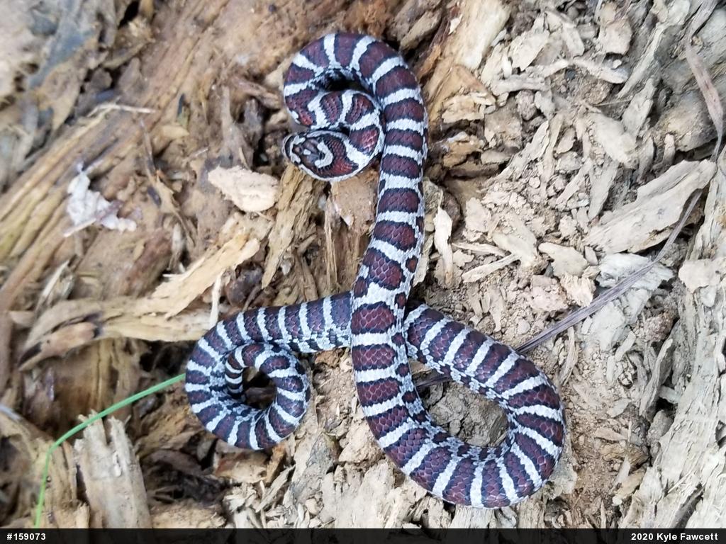 Eastern Milksnake
