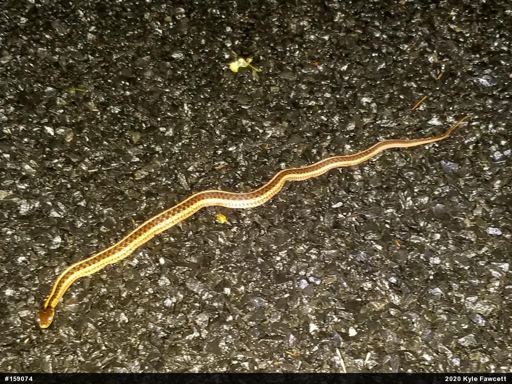 Eastern Gartersnake