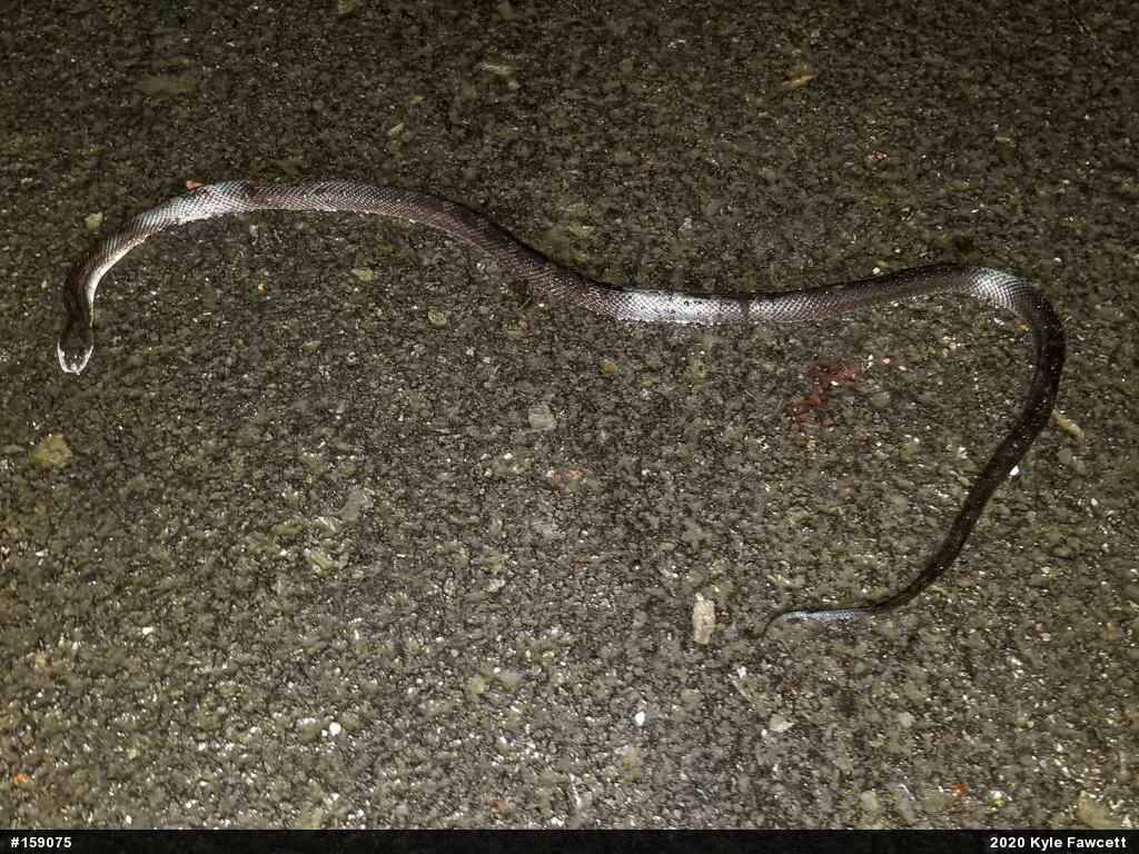 Eastern Ratsnake