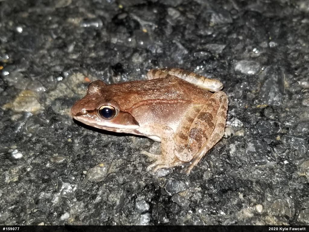Wood Frog