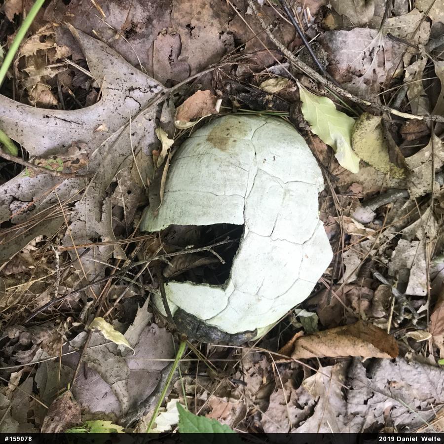 Eastern Box Turtle