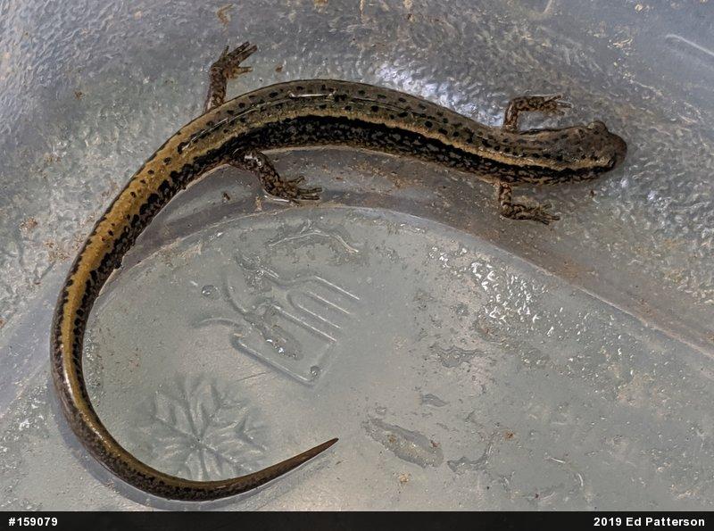 Northern Two-lined Salamander