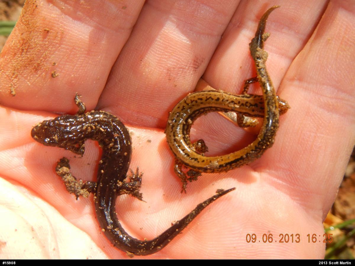 Northern Two-lined Salamander