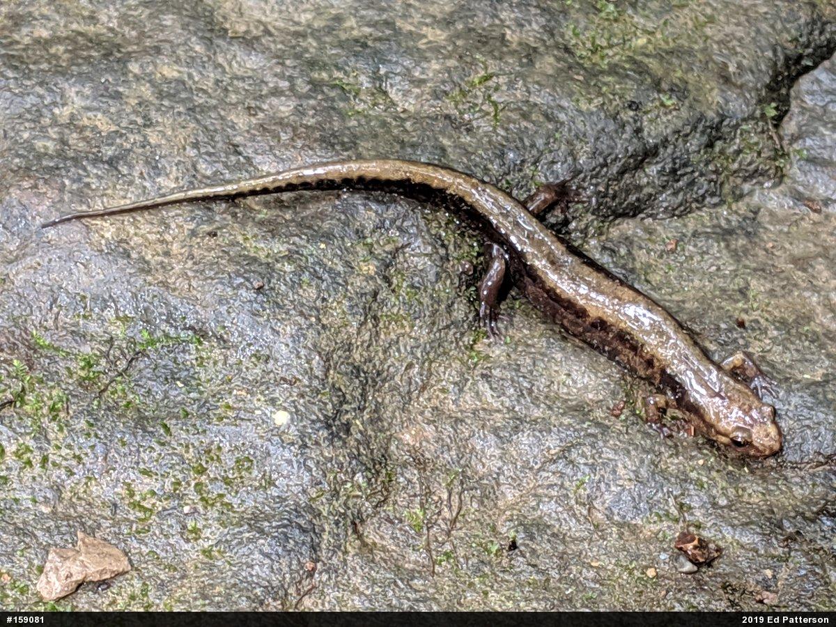 Allegheny Mountain Dusky Salamander