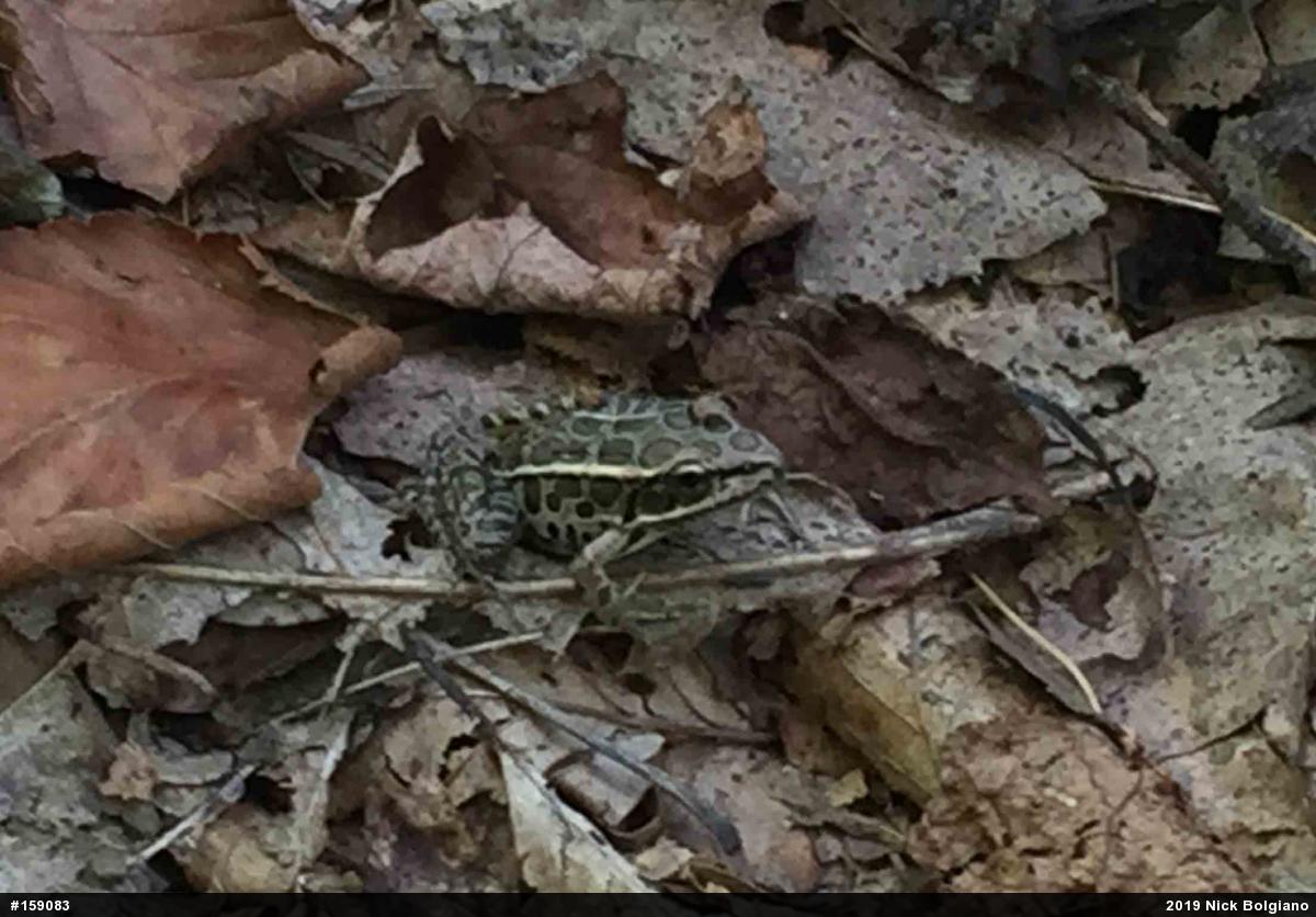 Pickerel Frog
