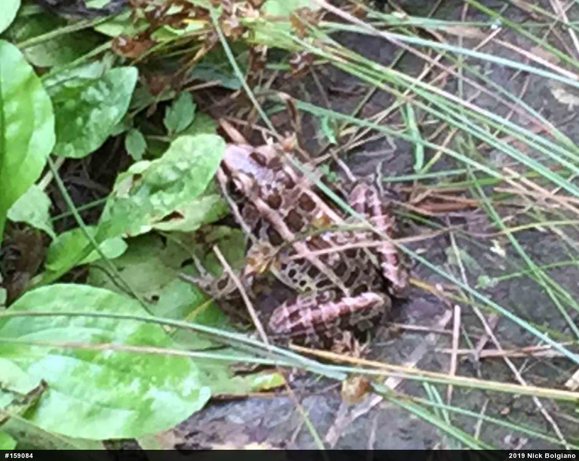 Pickerel Frog
