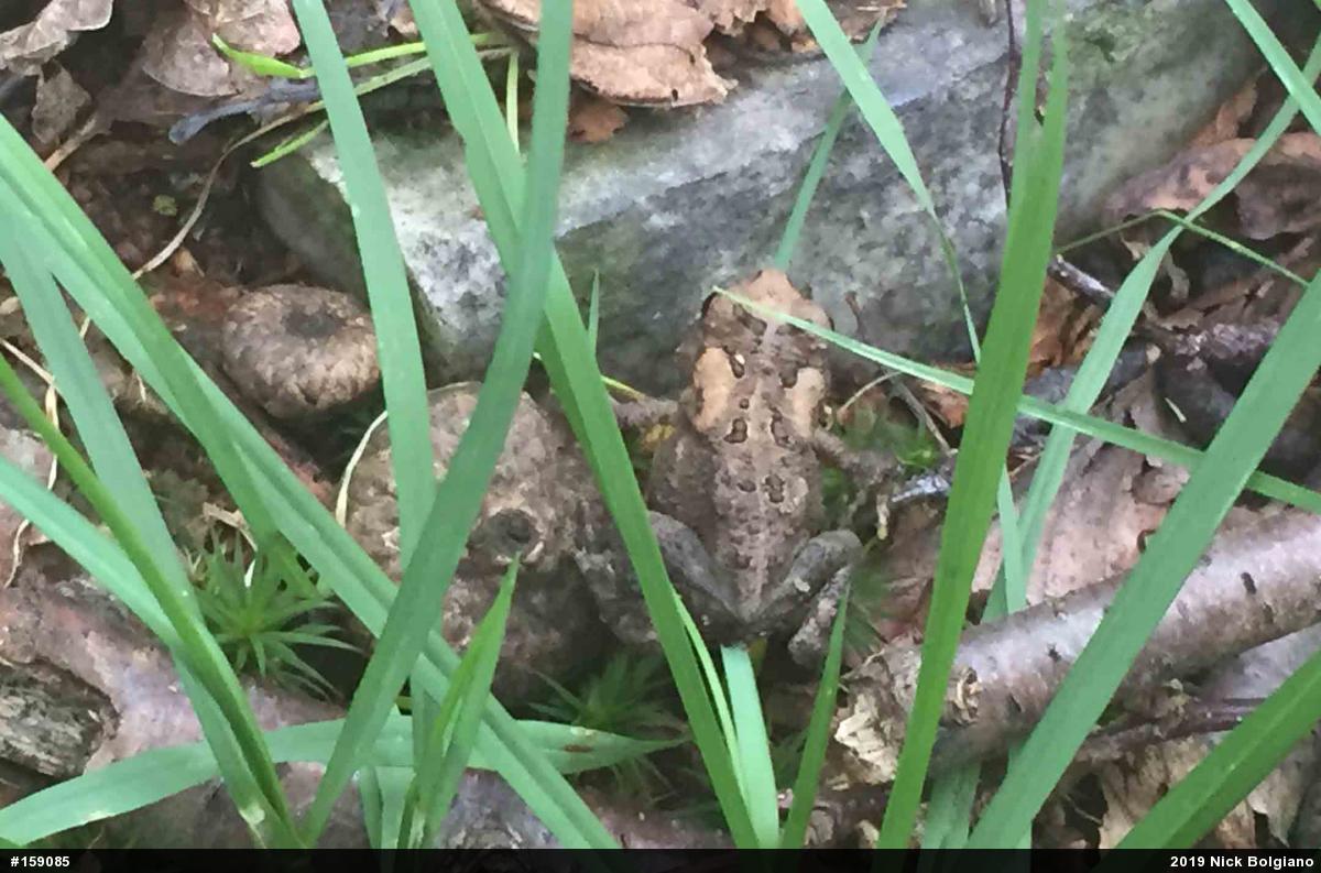 Eastern American Toad