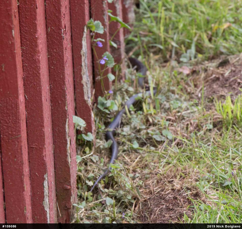 Eastern Ratsnake