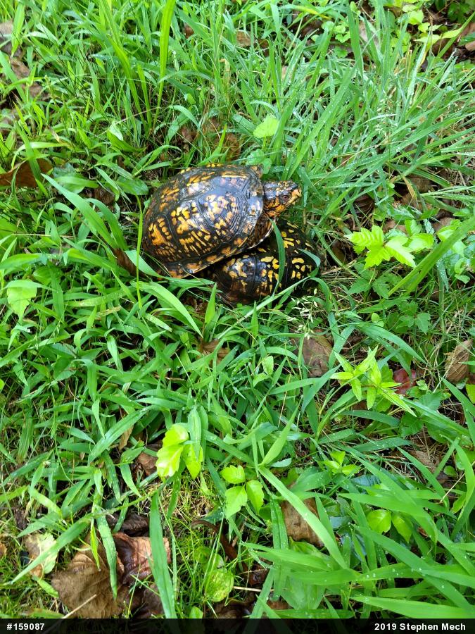 Eastern Box Turtle