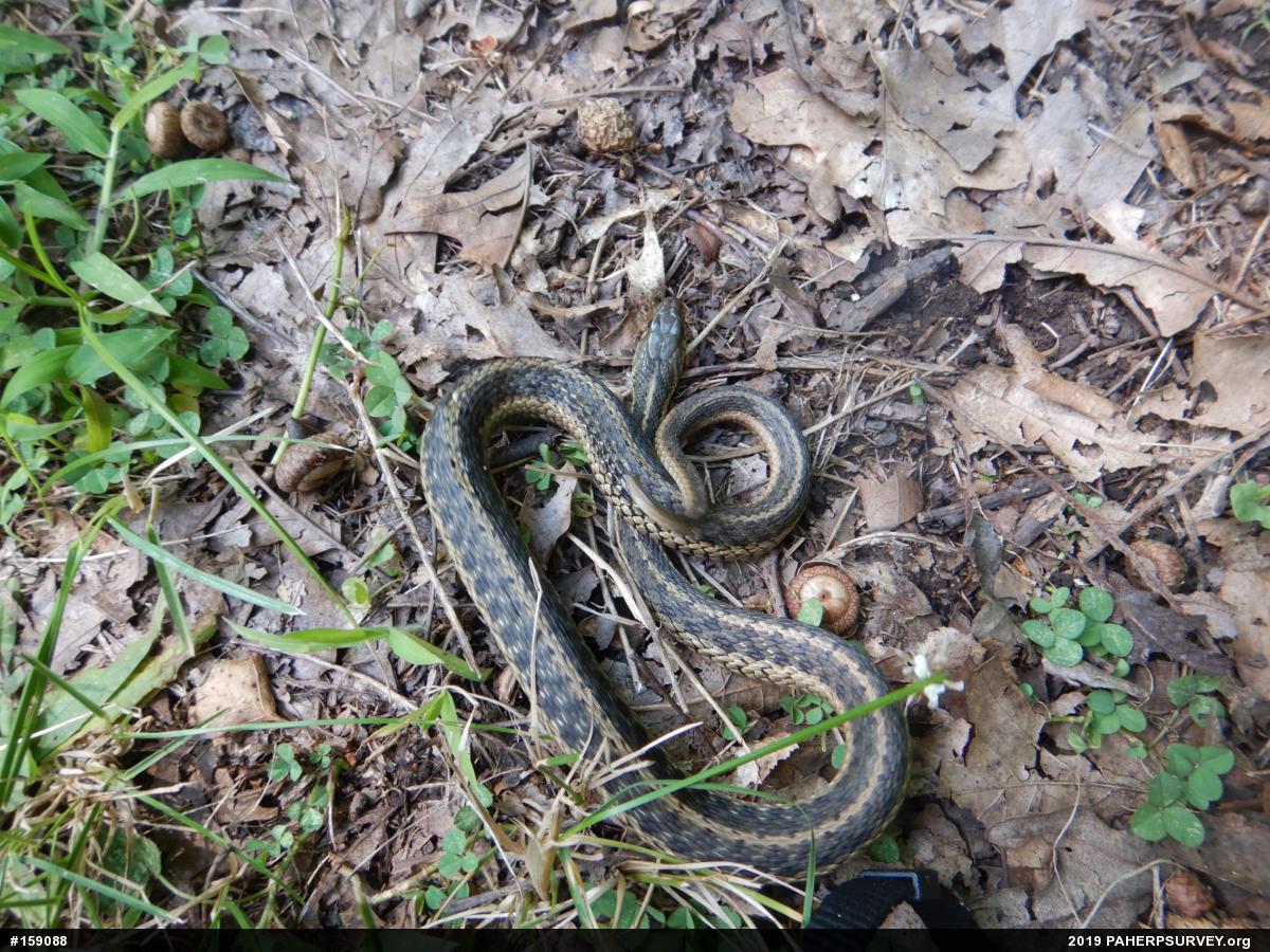 Eastern Gartersnake