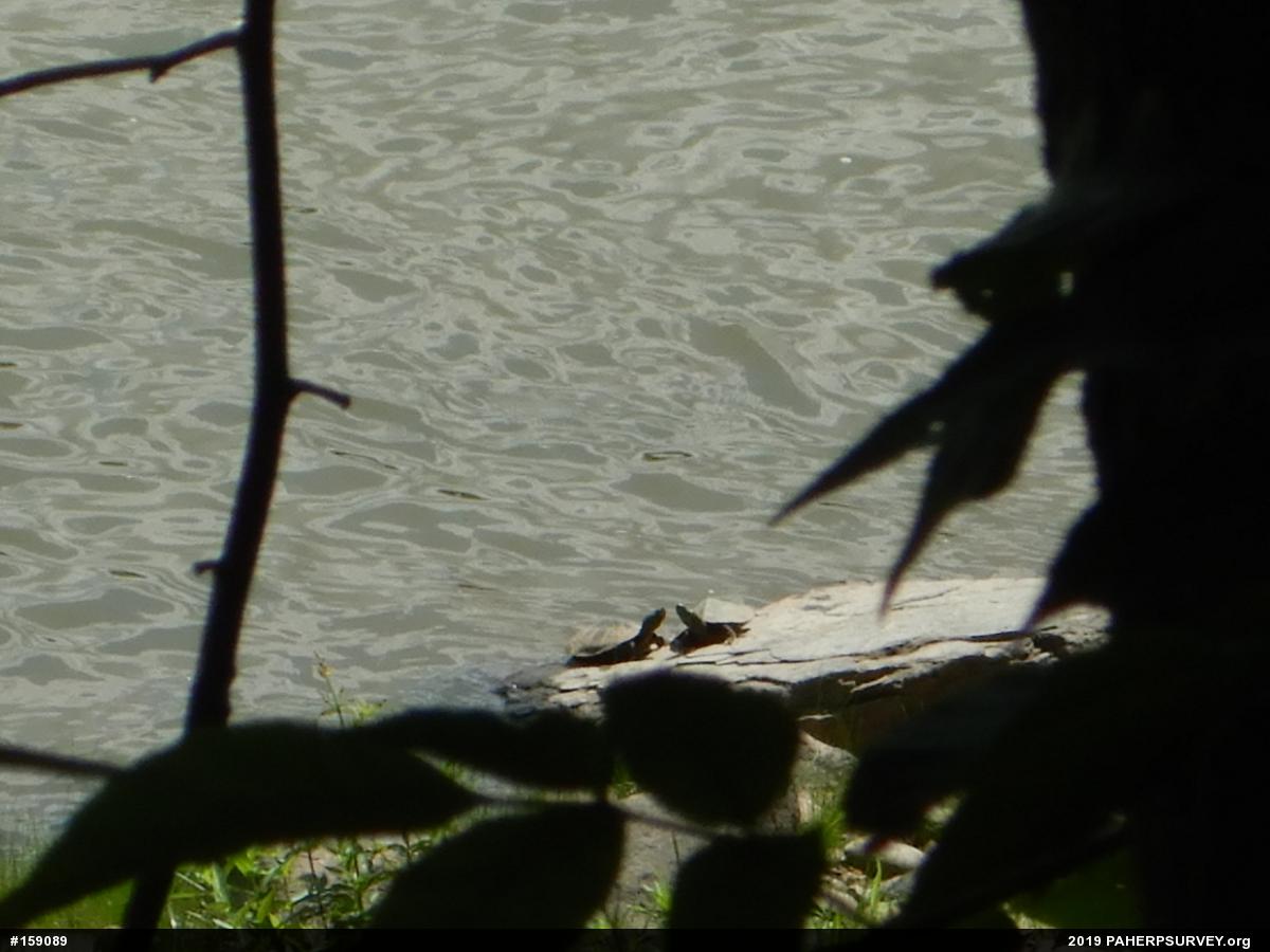 Northern Map Turtle