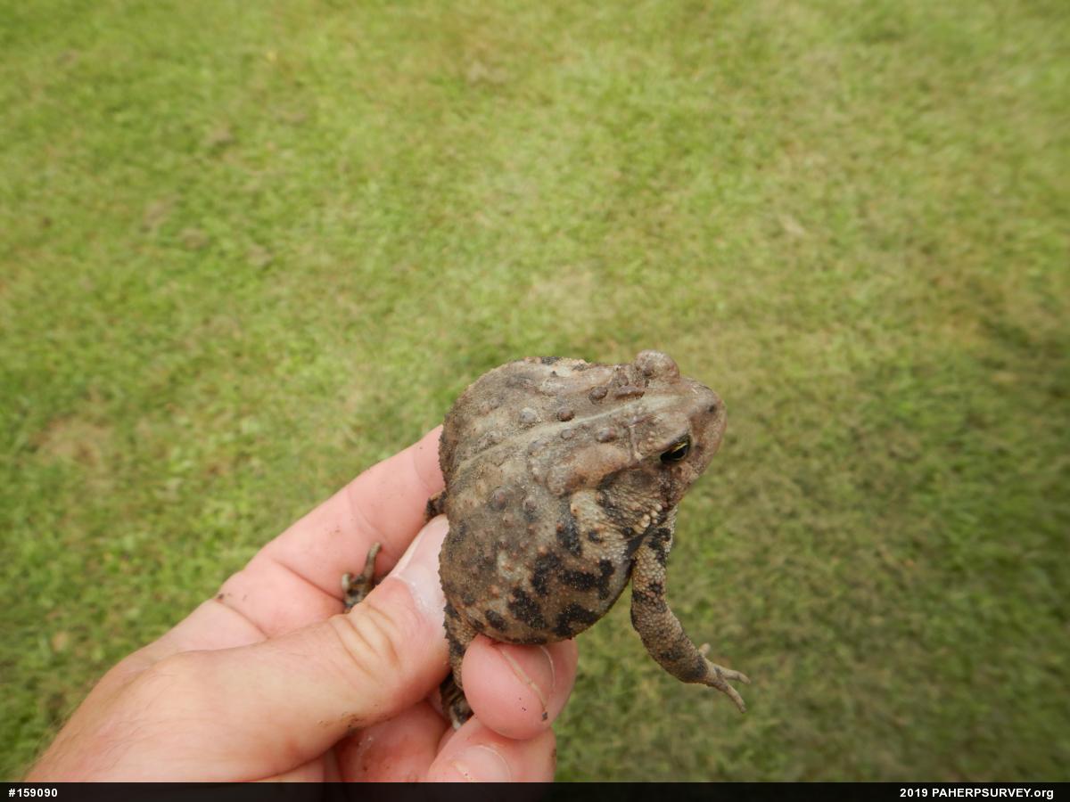 Eastern American Toad