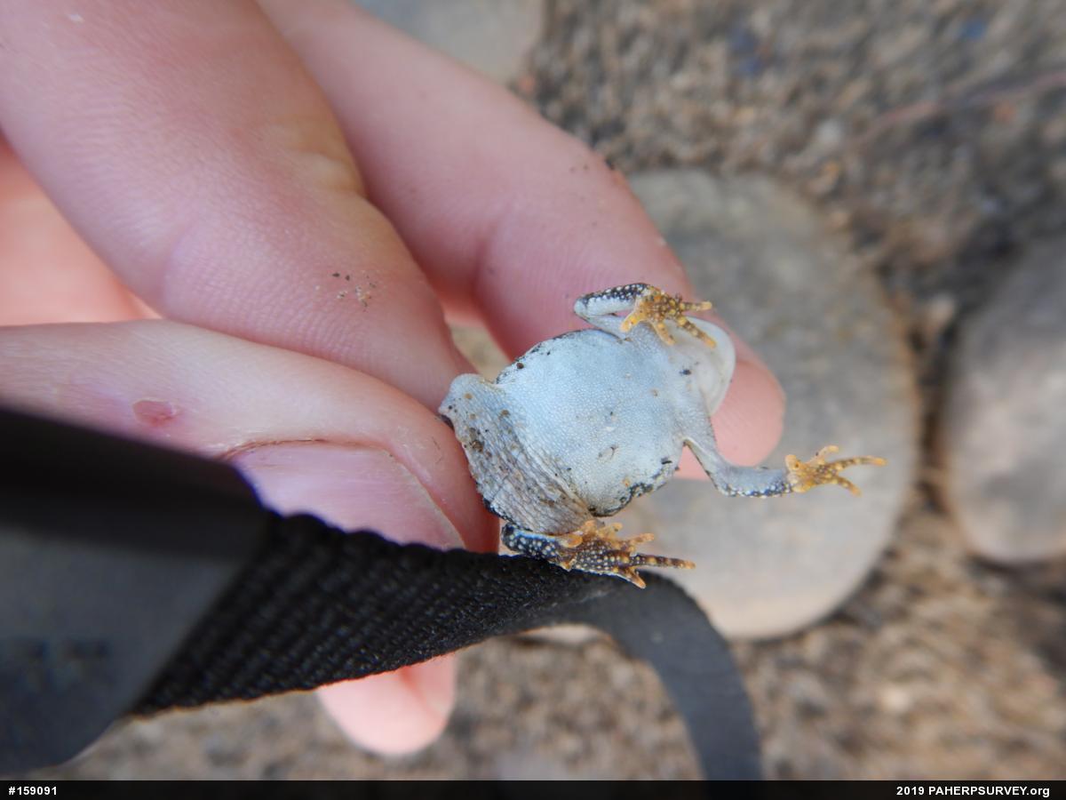 Fowler's Toad