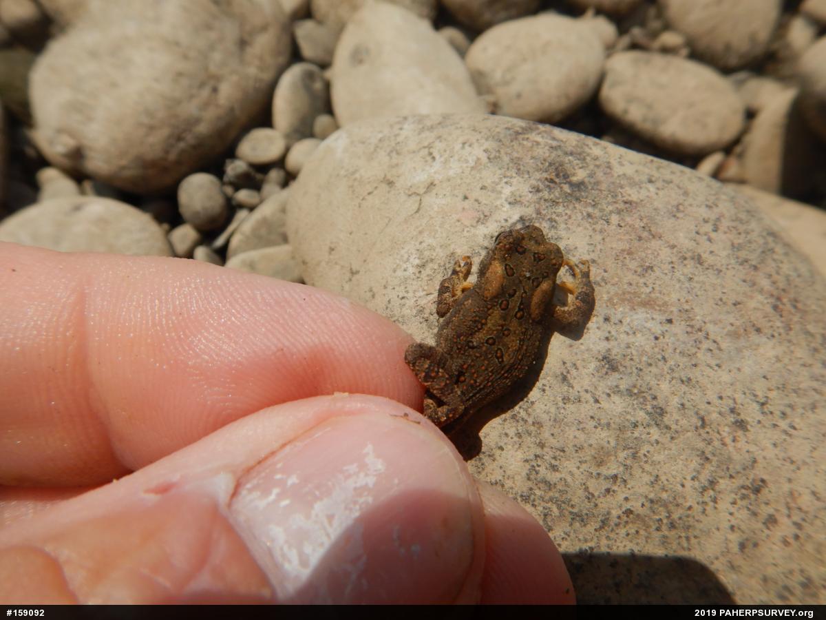 Eastern American Toad