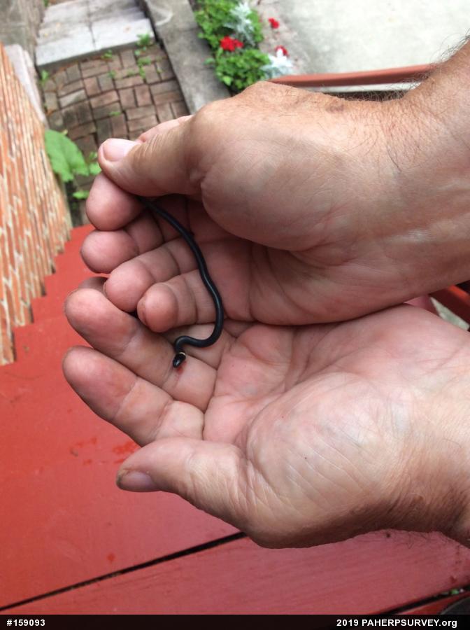 Northern Ring-necked Snake
