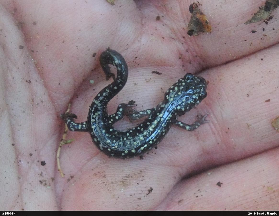 Northern Slimy Salamander